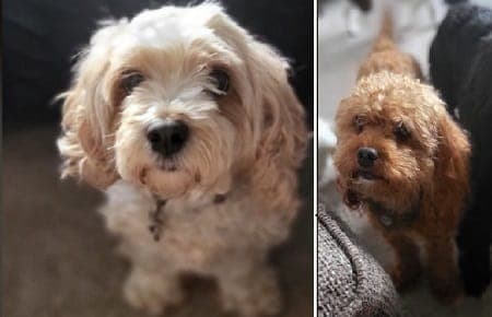 Betsy and Reggie — Unknown