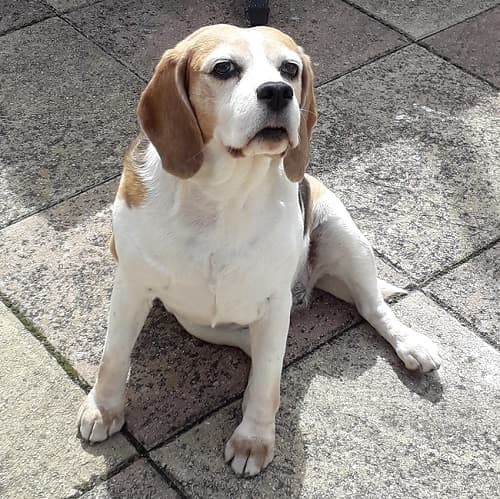 Willow the Beagle! — Unknown