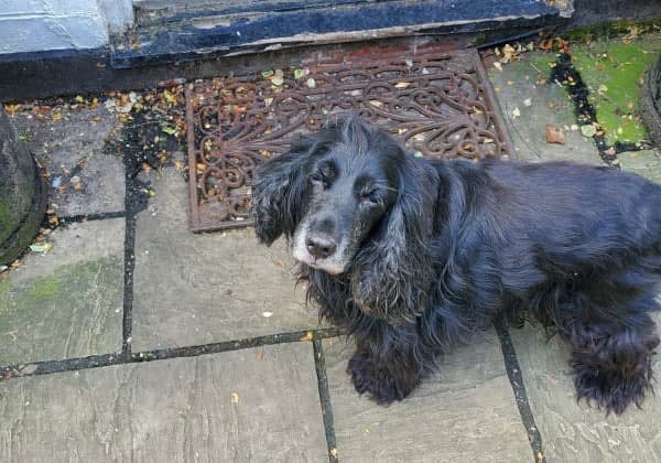 Gentleman Joey! — Unknown