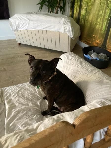 Primrose — Unknown