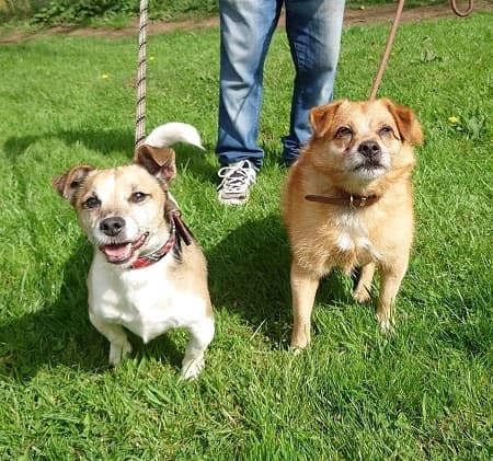 Jake and Buddy — Unknown