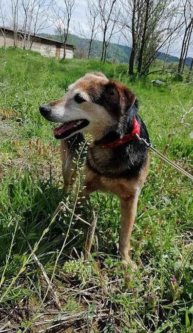 Contessa — Unknown