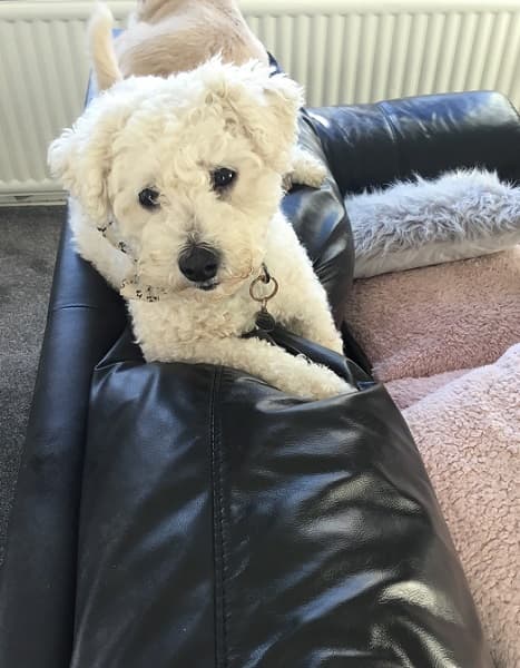 Teddy, your new closest friend? — Unknown