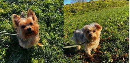 Maisie and Millie — Unknown