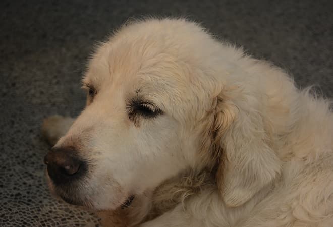 Churchill – Churchie to his friends! — Unknown