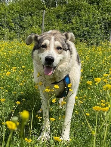 Scarlett — Unknown