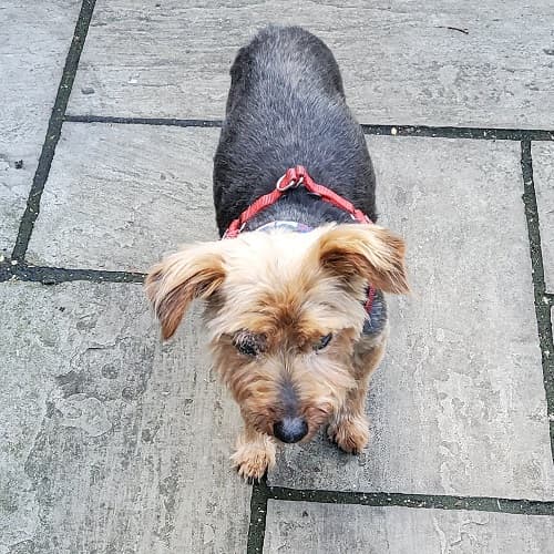 Blind Timmy Terrier — Unknown