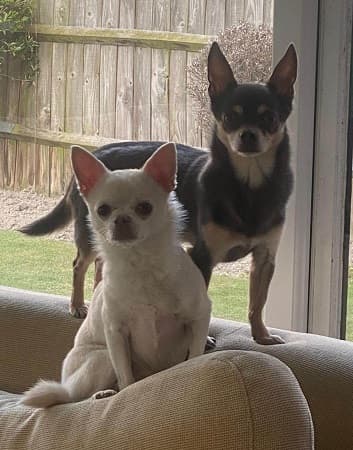 Buddy and Milo — Unknown