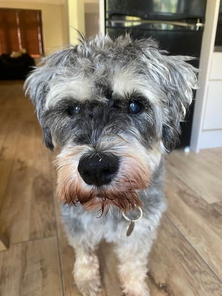 Super Scruffy Schnauzer! — Unknown