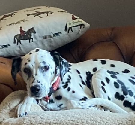 Pretty Purdy, darling Dalmatian! — Unknown