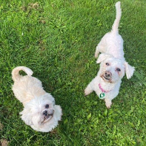 Poppy & Daisy — Unknown