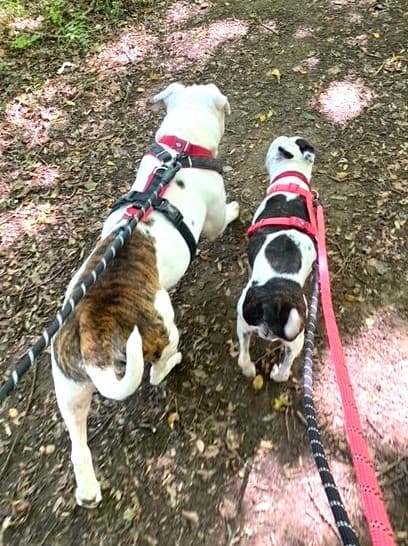 Rosie & Lexi — Unknown