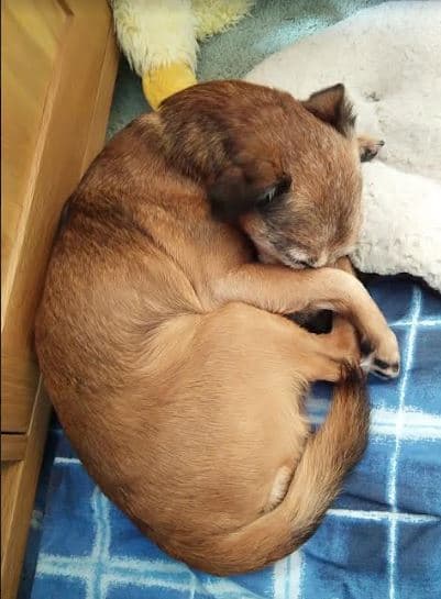 Snoozy Simon — Unknown