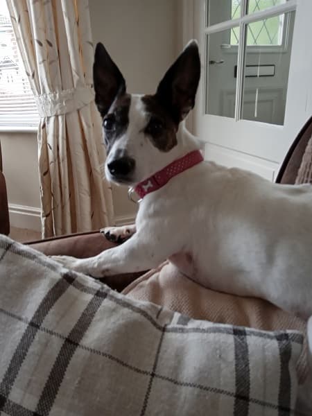 Pretty, playful Squeak! — Unknown