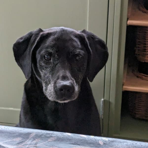 Waggy-tailed Bella! — Unknown