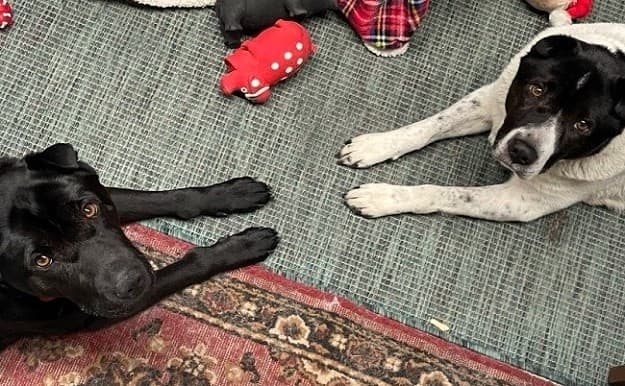 Millie & Tess — Unknown