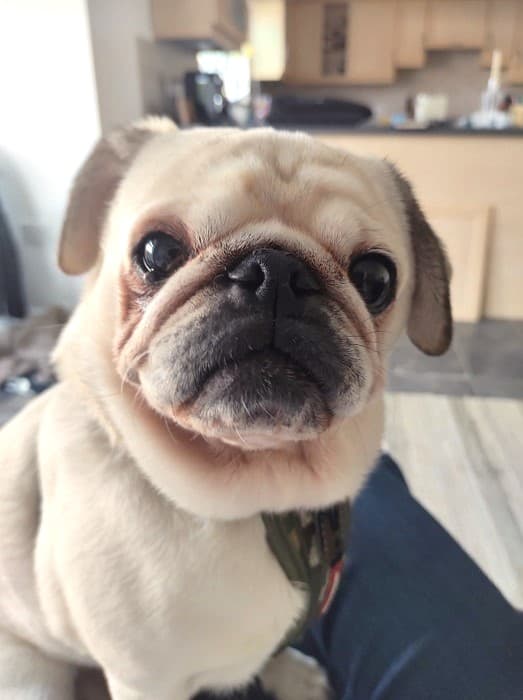 Football-playing Hunter! — Unknown