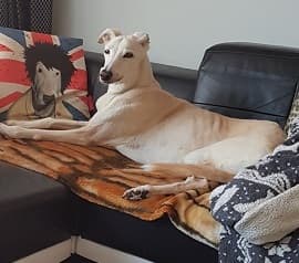 Graceful Gary — Unknown