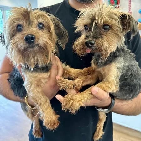 Bobby and Brandy — Unknown