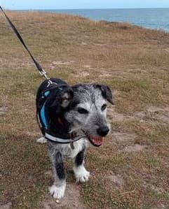 Adventure-loving Bobby! — Unknown