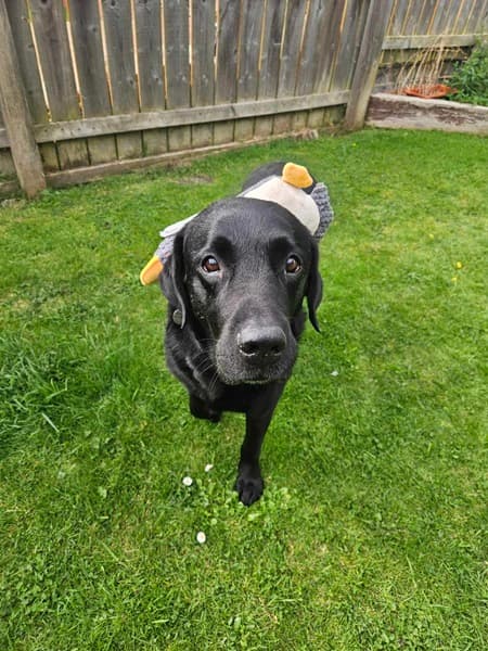 Bruno Lab, teddy-bearer! — Unknown
