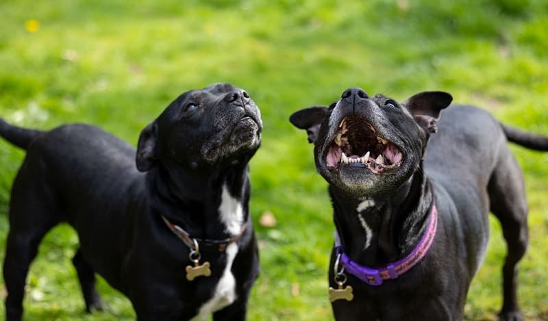 Bonny & Kizzy — Unknown