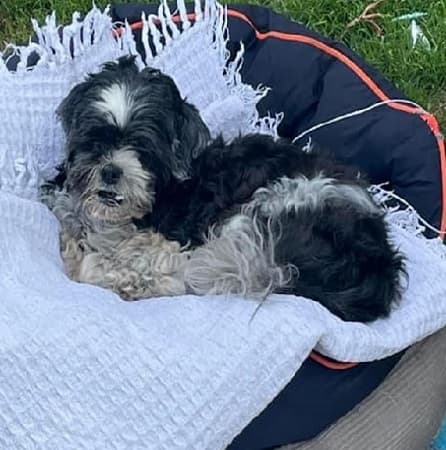 Chocolate — Unknown