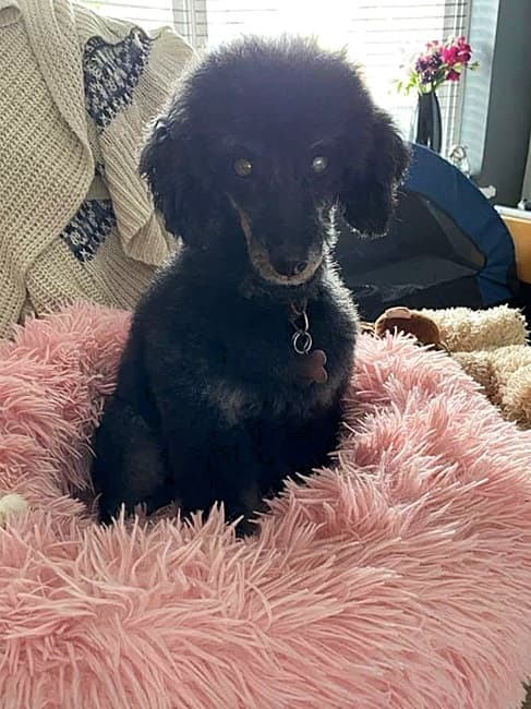 A poodle named Pee-Wee! — Unknown