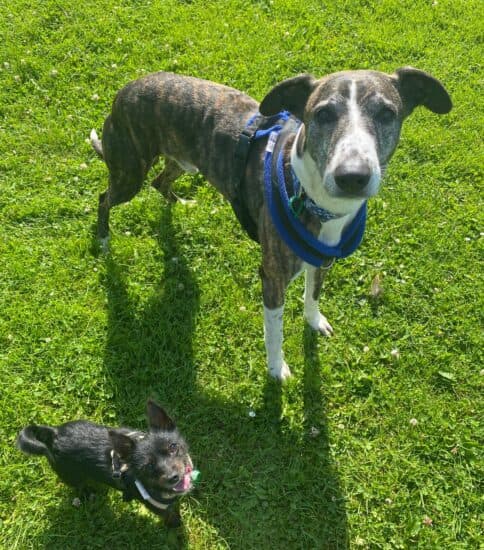 Tilly – was with Charlie — Unknown