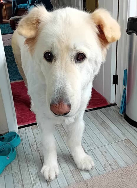 Max the Polar Bear! — Unknown