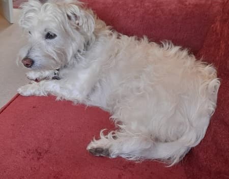 Beautiful Betsy Westie — Unknown