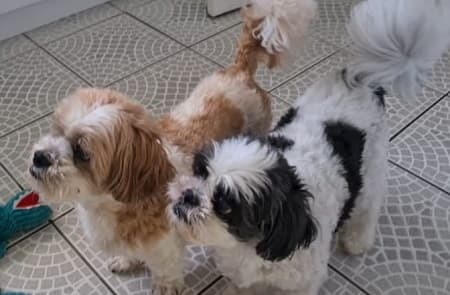 Robbie and Millie — Unknown