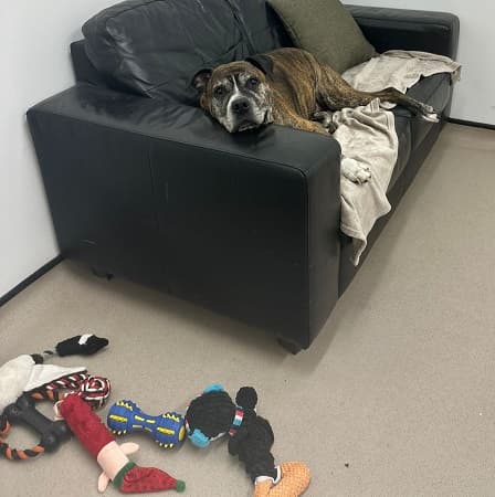 Tinkerbell — Unknown