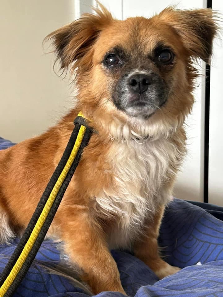 Genevieve — Unknown