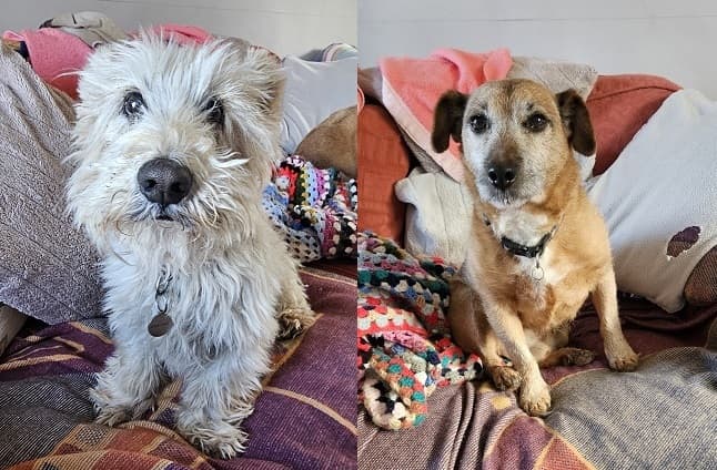 Noodles and Tank — Unknown