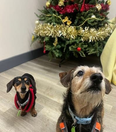 Dottie and Milo — Unknown