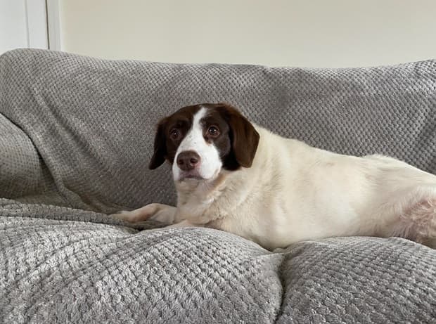 Beautiful Sprollie Bella! — Unknown