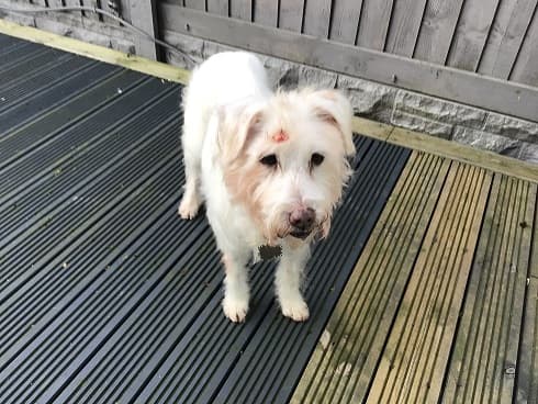 Gentle Dippy — Unknown