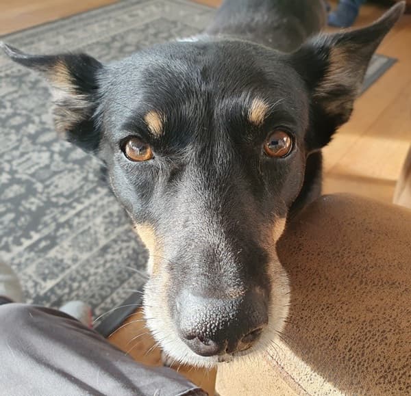 Foster homes needed — Unknown