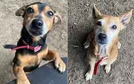 Kiwi and Kayla — Unknown