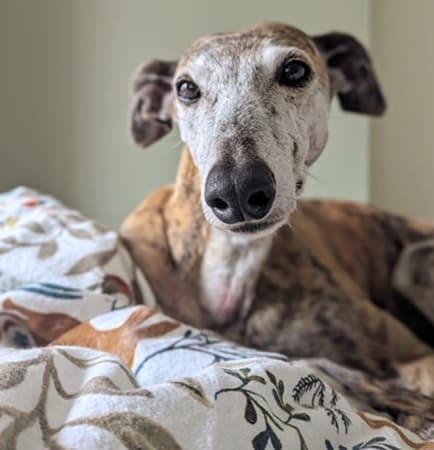 Alexandria — Unknown