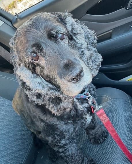 Ruby the Flower Fairy! — Unknown