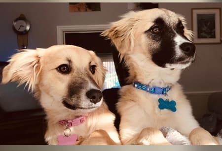 Ayla and Finley — Unknown