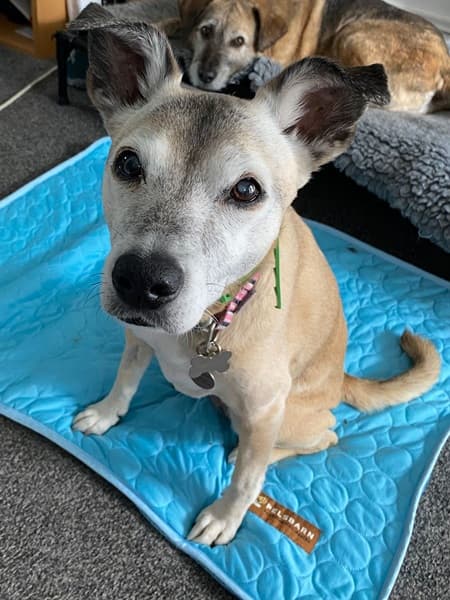 Bella Puppuccino! — Unknown