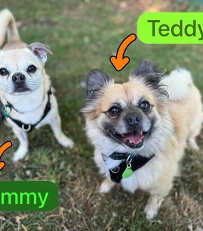 Sammy and Teddy — Unknown