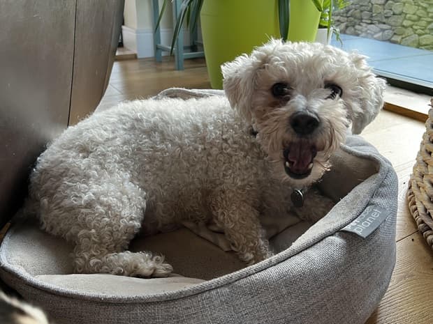 Fabulous, fun-loving Freddy! — Unknown