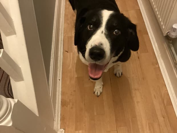 Olaf – “the perfect dog”! — Unknown