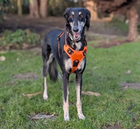 Charlotte — Unknown