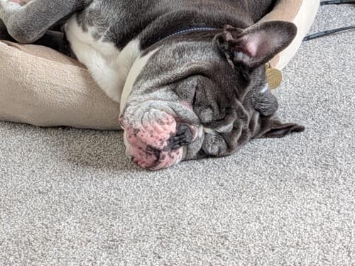 Love at first sight for Teddy! — Unknown