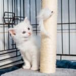 Kitten Registry — Unknown